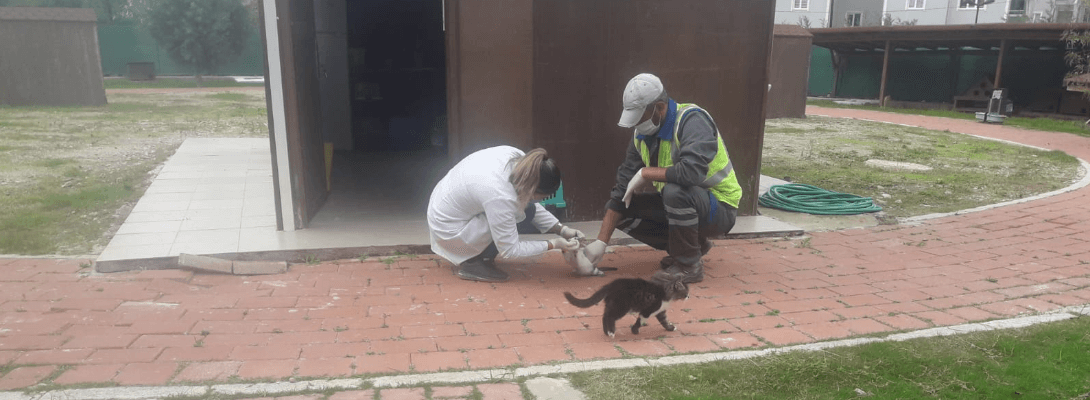 Kedi Köyünde Düzenli Sağlık Kontrolleri Gerçekleştiriliyor