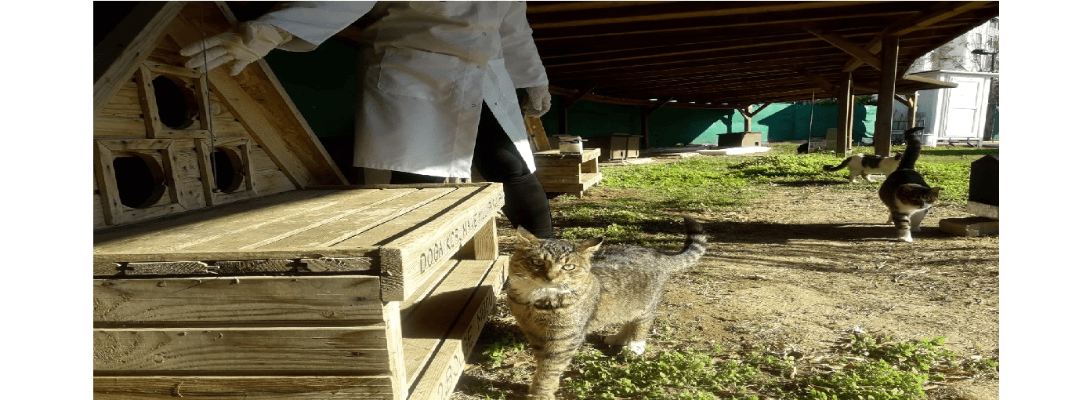 Kedi Köyünde Temizlik ve Sağlık Taraması Yapıldı