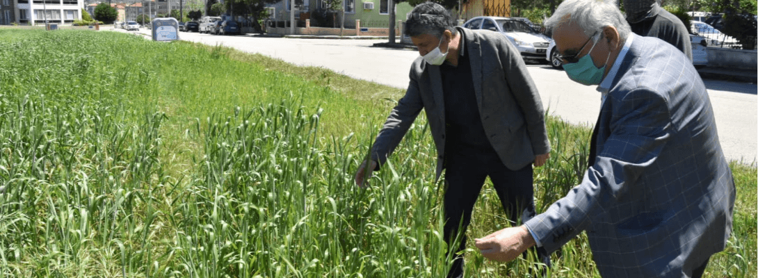 Başkan Gökhan, Karakılçık Buğday Alanlarını İnceledi