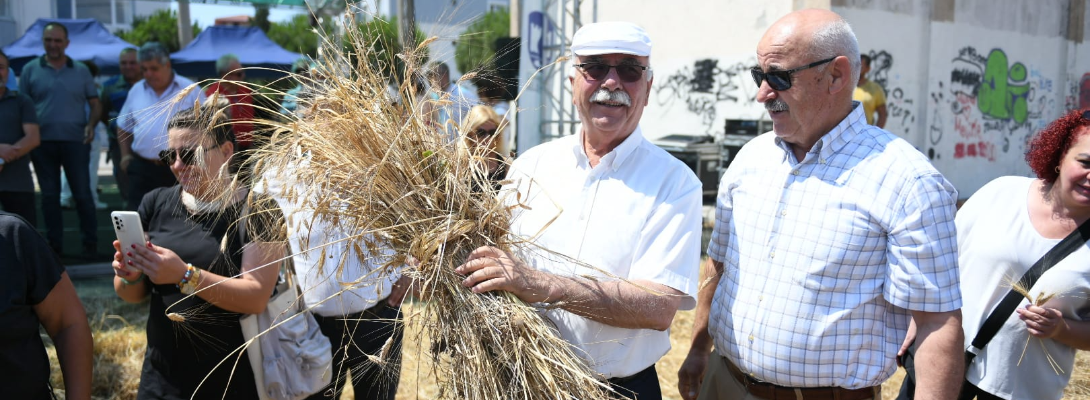 Atalık Buğdaylar Hasat Edildi