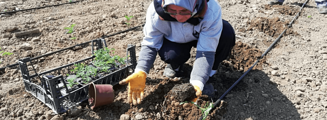 Tohum Sandığı'nda Pembe Domates Bereketi…